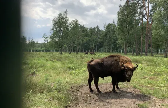 Беловежский зубр / Еврорадио​