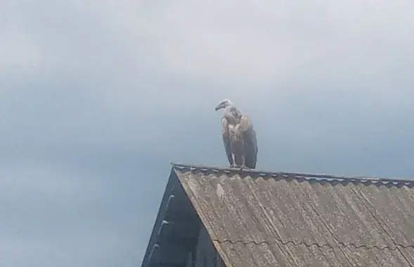 Griffon vulture (Gyps fulvus) in Viciebsk Region, northern Belarus

