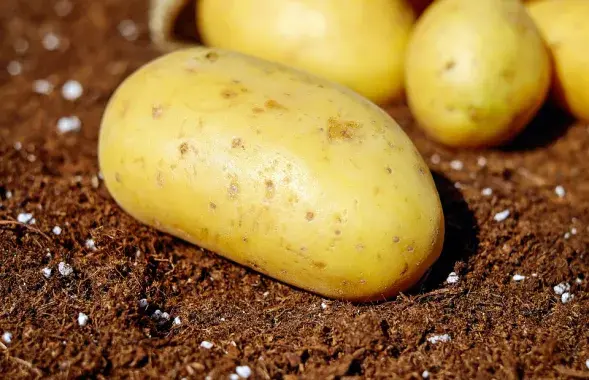 Кіраўнік сялянскага саюза Арменіі заклікаў фермераў устрымацца ад куплі беларускіх насення бульбы / ілюстрацыйнае фота&nbsp;pixabay.com