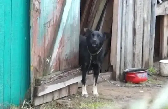 Фото: скриншот с видео.