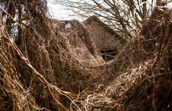 Дом в деревне Борщёвка. 30-километровая зона, Хойникский район. Фото Еврорадио.
