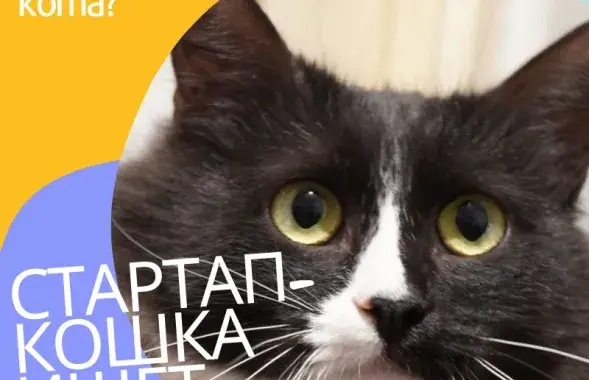 &quot;Стартап-котка&quot; / www.facebook.com/ilivealex