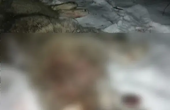 Фото: УВД Минского облисполкома