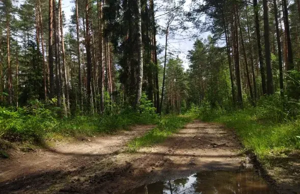 Лясы ў Беларусі
