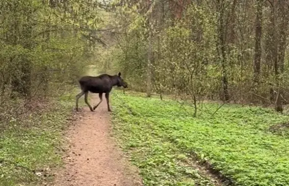 Скрыншот з відэа


&nbsp;

