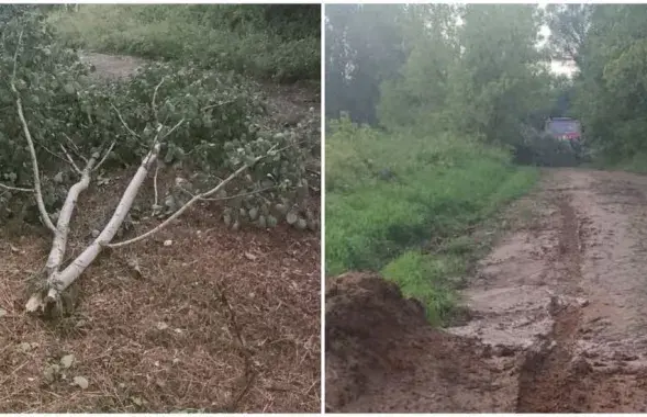 Вецер лёгка зносіў дрэвы
