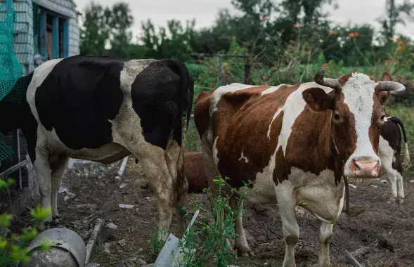 Каровы засталіся ў вёсцы без гаспадароў
