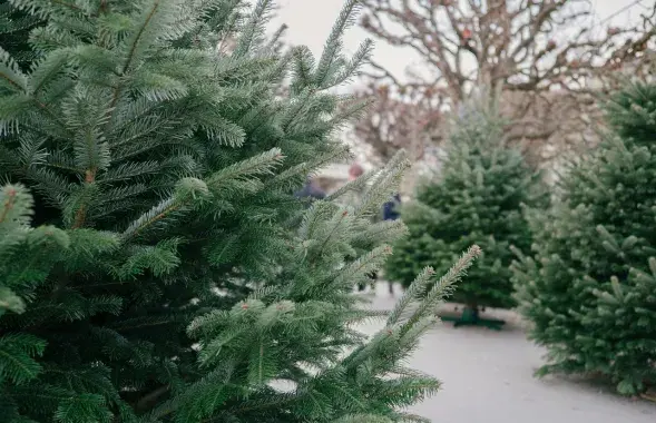 Ялінкі
