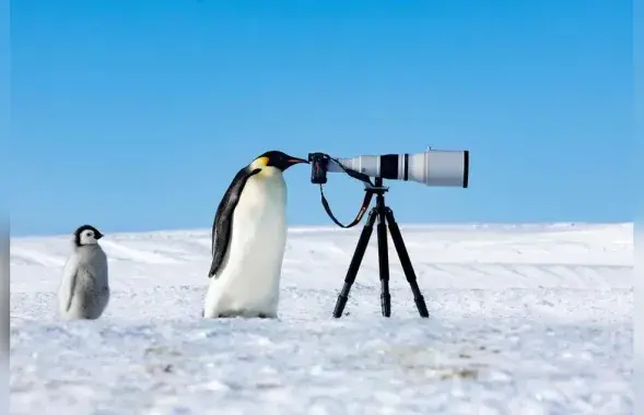 Пингвин смотрит в фотоаппарат