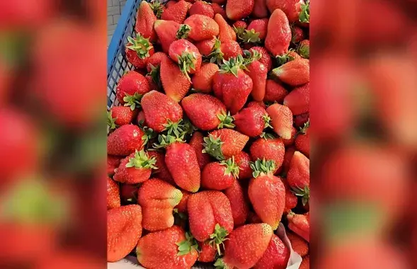 Белорусская клубника от фермера