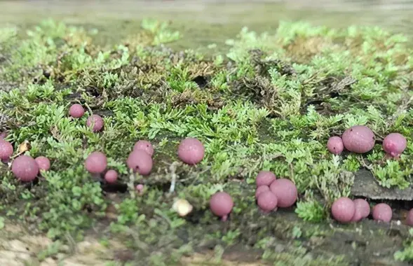 Вид миксомицетов — Lycogala roseosporum