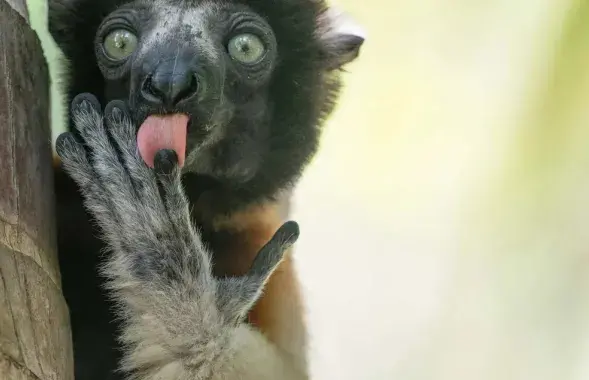 Вынікі конкурсу на самае камічнае фота жывёл дзікай прыроды за 2025 год
