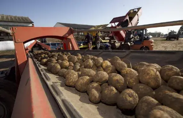 Польский картофель
