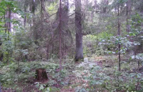 Астраўныя ельнікі Добрушскія
