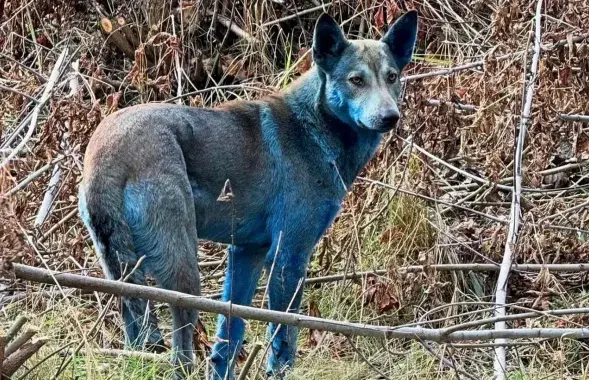 Сабака з Чарнобыльскай зоны
