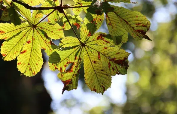 Каштан, иллюстративное фото
