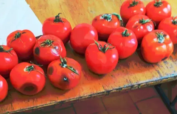 Памідоры са школьнай сталоўкі Бабруйска
