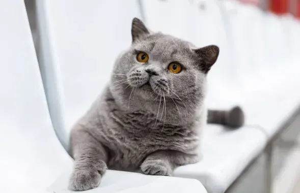 Кот з Беларусі увайшоў у топ прыгажуноў
