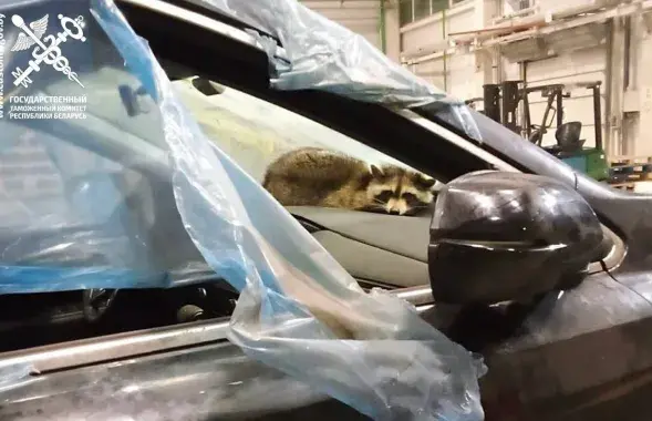 Янот, які прыляцеў у Беларусь з Амерыкі
