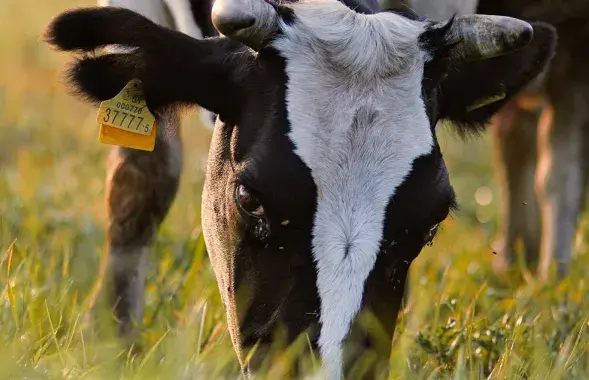 Это произошло в половине хозяйств области
