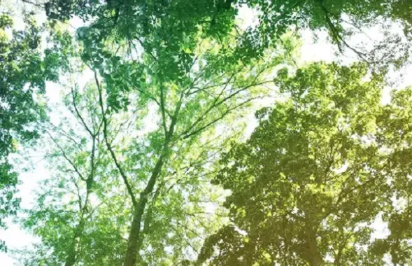 Сіноптыкі: У пятніцу чакаецца да 33 градусаў цяпла