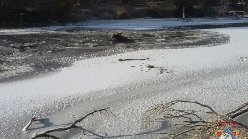 У Брэсцкім раёне ратавальнікі выцягнулі лася, які праваліўся пад лёд (фота)