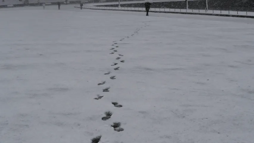 Як японцы перажываюць магутныя снегапады (фота)