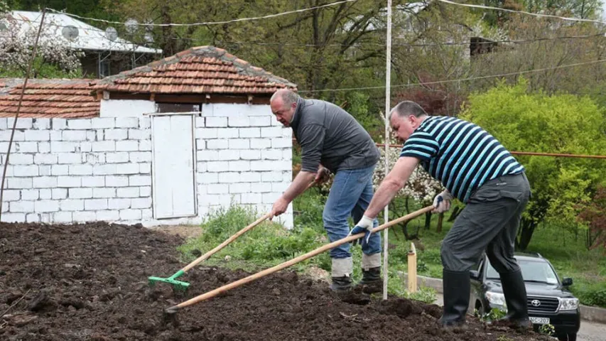 Прэзідэнт Грузіі сабраў 6 мяхоў беларускай бульбы (фота)