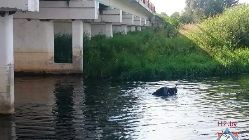 У Камянецкім раёне на дне ракі знайшлі дзве ёмістасці з ртуццю (фота)