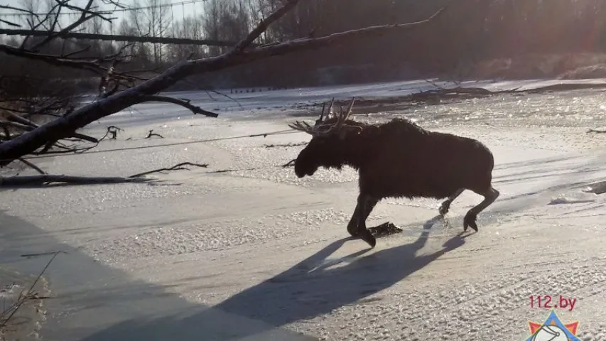 У Брэсцкім раёне ратавальнікі выцягнулі лася, які праваліўся пад лёд (фота)