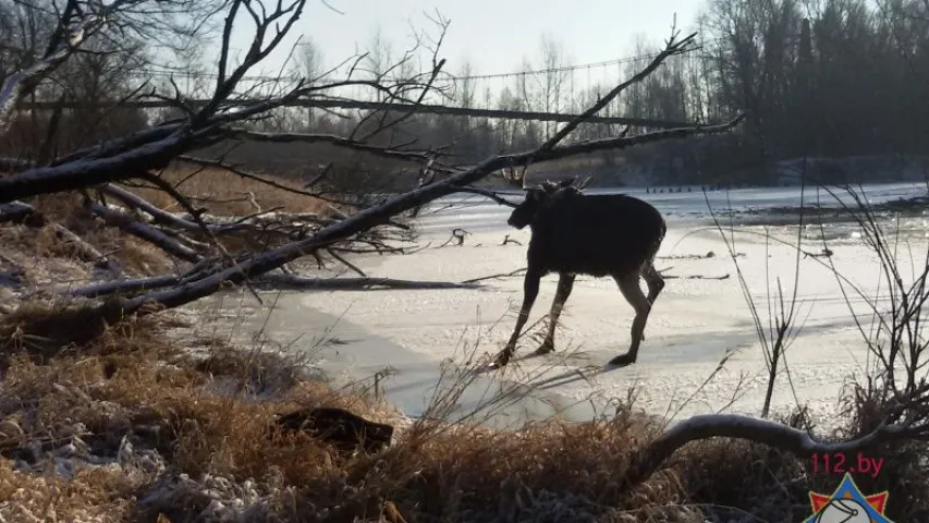 У Брэсцкім раёне ратавальнікі выцягнулі лася, які праваліўся пад лёд (фота)