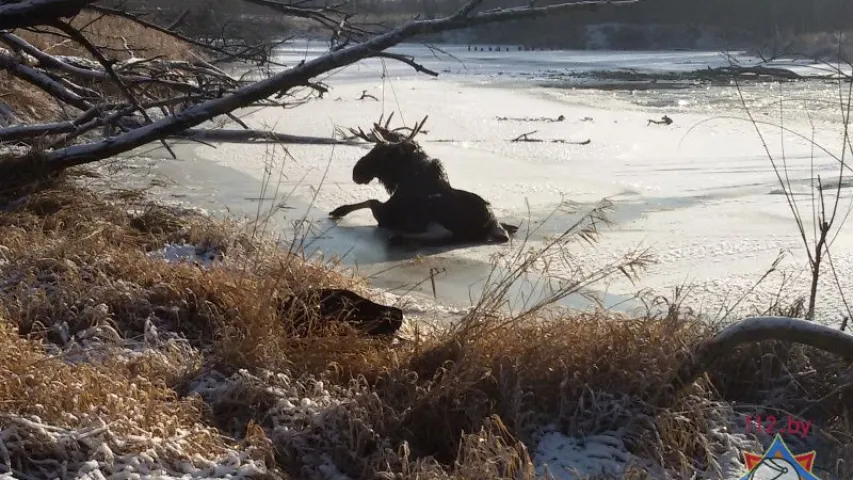 У Брэсцкім раёне ратавальнікі выцягнулі лася, які праваліўся пад лёд (фота)