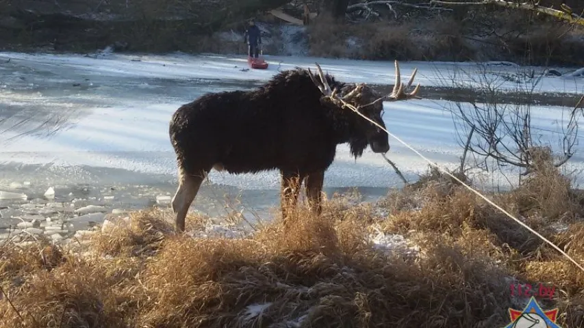 У Брэсцкім раёне ратавальнікі выцягнулі лася, які праваліўся пад лёд (фота)