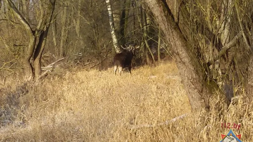 У Брэсцкім раёне ратавальнікі выцягнулі лася, які праваліўся пад лёд (фота)
