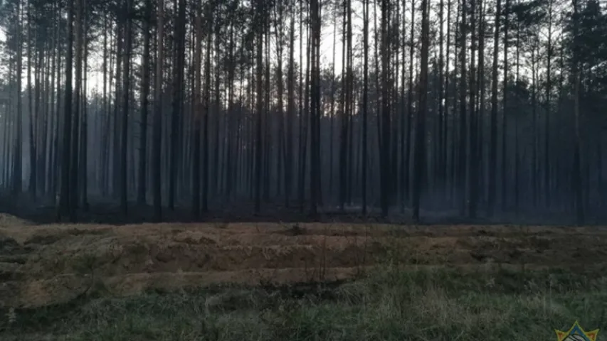 У Баранавіцкім раёне восем гадзінаў тушылі лясны пажар