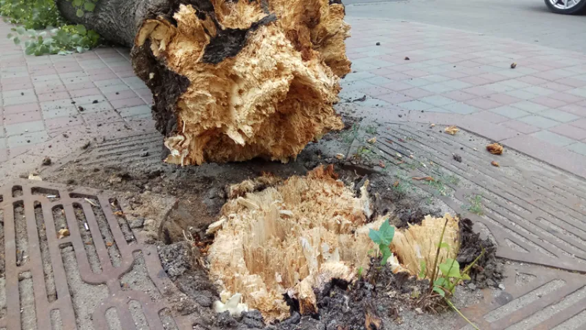 Старое дрэва павалілася і перакрыла праезную частку насупраць МУС (фота)