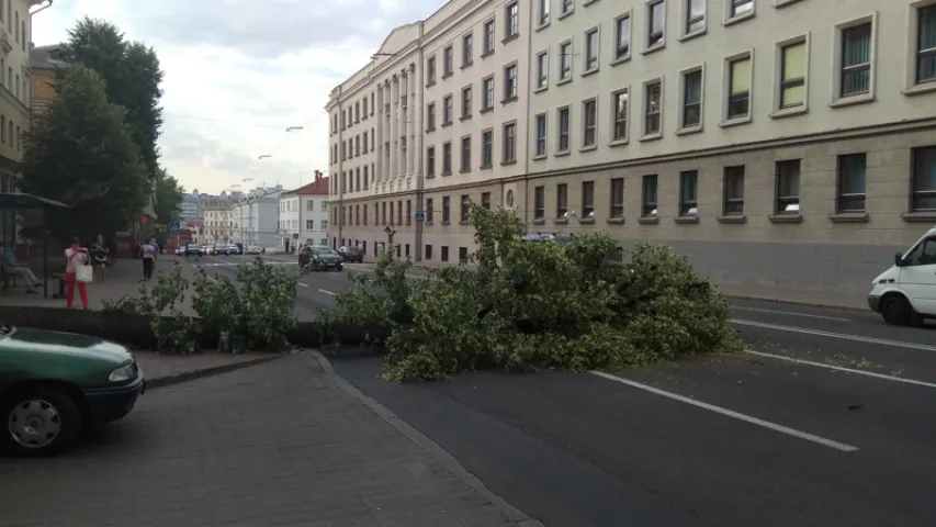 Старое дрэва павалілася і перакрыла праезную частку насупраць МУС (фота)