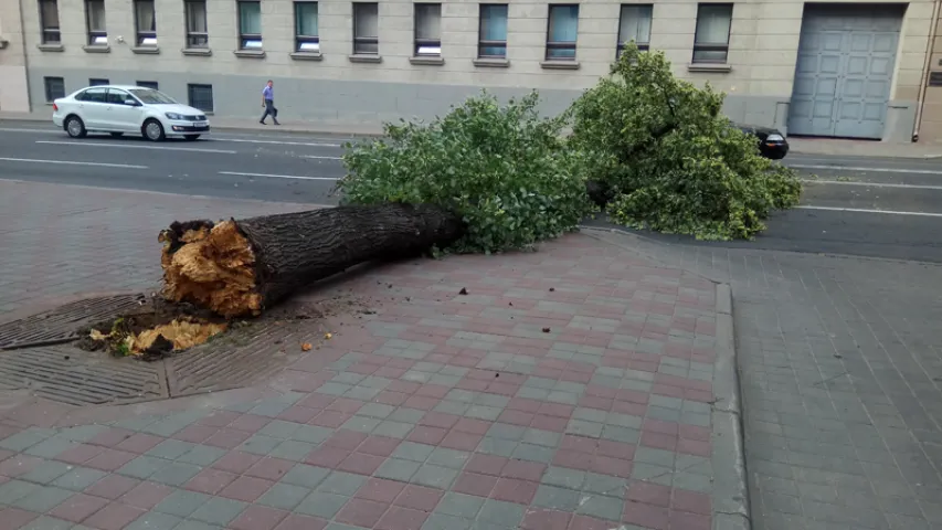 Старое дрэва павалілася і перакрыла праезную частку насупраць МУС (фота)