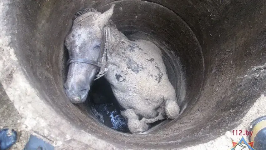 У Іванаўскім раёне з калодзежу выцягвалі каня (фота)