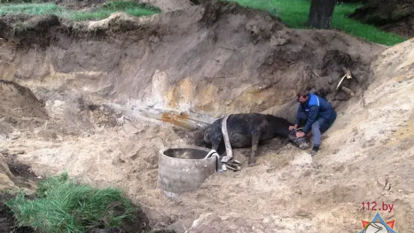 У Іванаўскім раёне з калодзежу выцягвалі каня (фота)