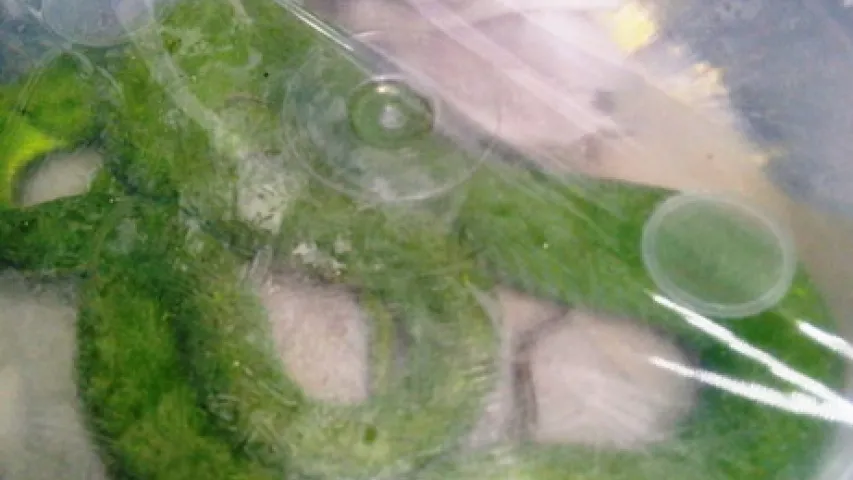 Беларускія мытнікі знайшлі ў расіянкі-правадніцы цягніка 46 жывых змей (фота)