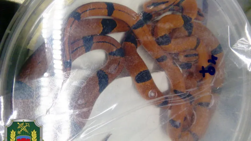 Беларускія мытнікі знайшлі ў расіянкі-правадніцы цягніка 46 жывых змей (фота)