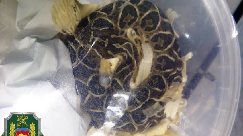 Беларускія мытнікі знайшлі ў расіянкі-правадніцы цягніка 46 жывых змей (фота)