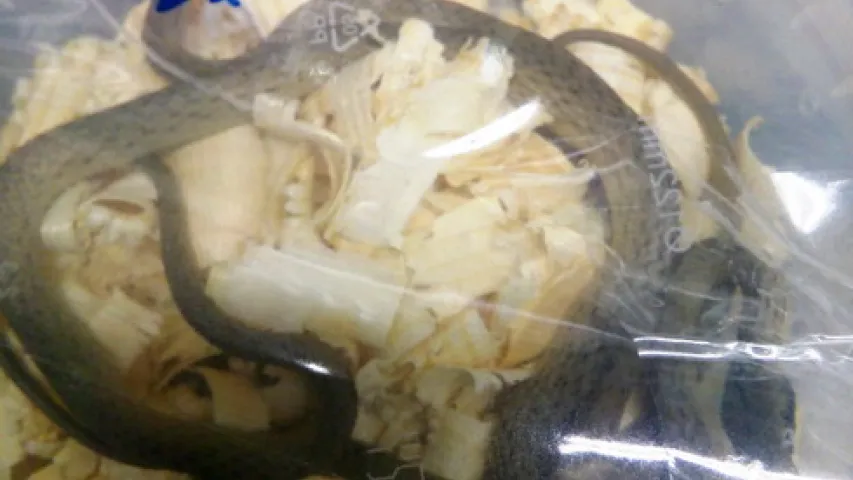 Беларускія мытнікі знайшлі ў расіянкі-правадніцы цягніка 46 жывых змей (фота)