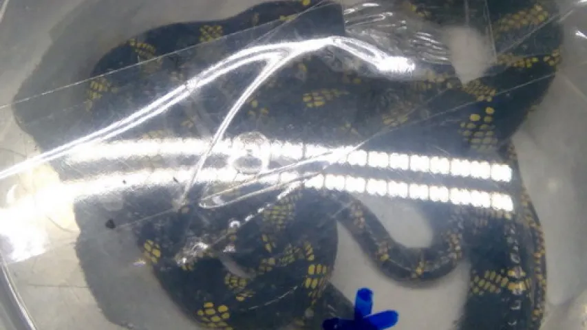 Беларускія мытнікі знайшлі ў расіянкі-правадніцы цягніка 46 жывых змей (фота)