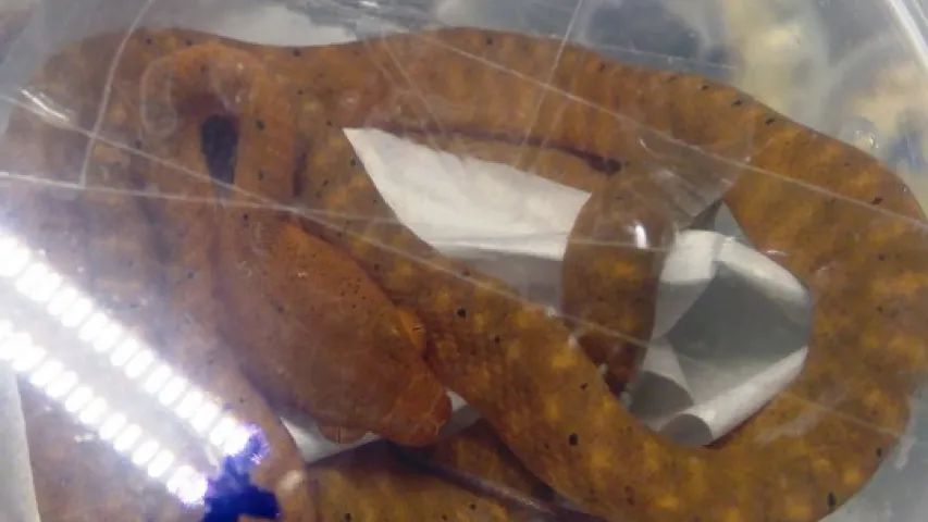 Беларускія мытнікі знайшлі ў расіянкі-правадніцы цягніка 46 жывых змей (фота)