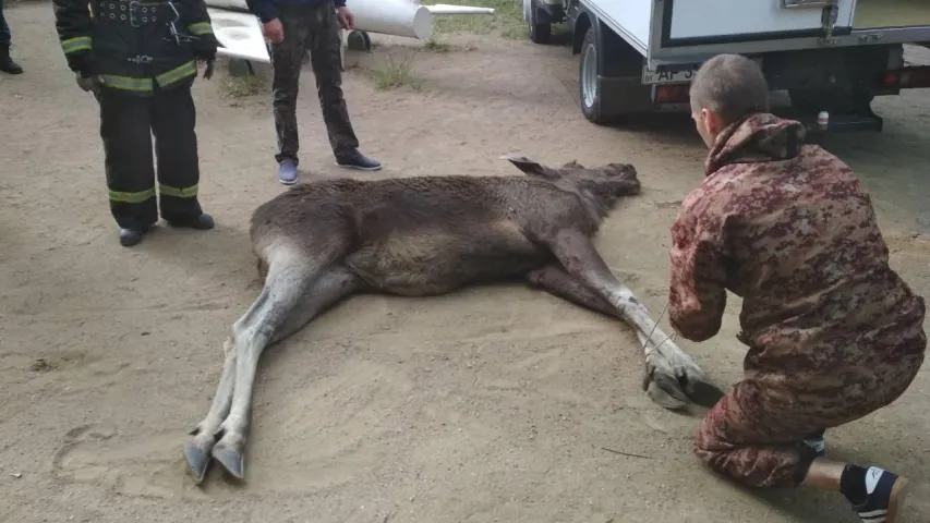 У Мінску ў дзіцячы садок прыйшоў лось, праводзілі спецаперацыю (фота, відэа)