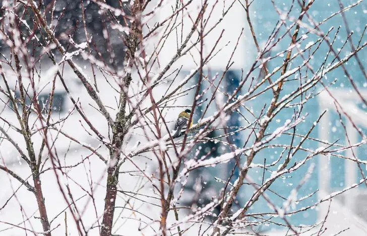 Зіма, ілюстрацыйнае фота
