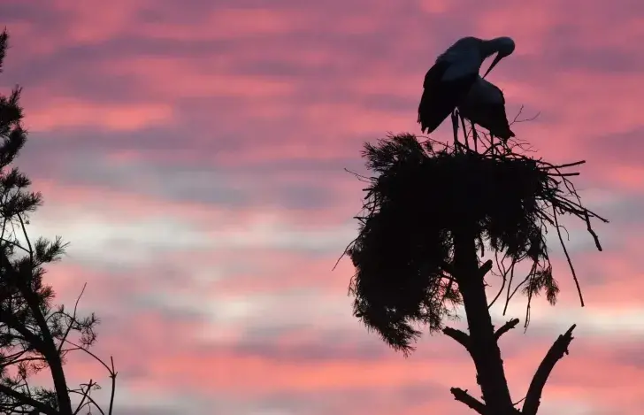 Вясна ідзе, вясне — дарогу
